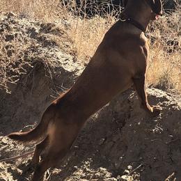 Labrador Retrievers from Vital K9 Conditioning LLC