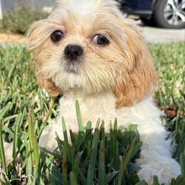 Sweet pea - Cream and white female Shih Tzu puppy in Saint Johns, Florida from BEH Puppies LLC