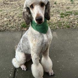 Cowboy - Poodle
