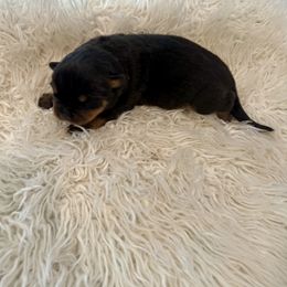 Tambo - Black and mahogany male Rottweiler puppy in Denver, Colorado from Denver Rottweilers