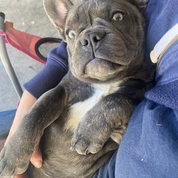 Cindy - French Bulldog
