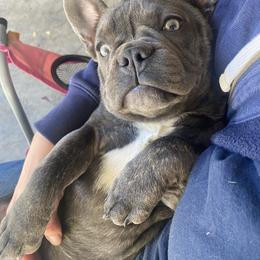 Cindy - French Bulldog