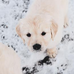 Sugar - Light golden female Golden Retriever puppy in Mason, Michigan from Sweet Breeze Acres