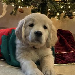 Golden Retrievers from Tammy Corrigan