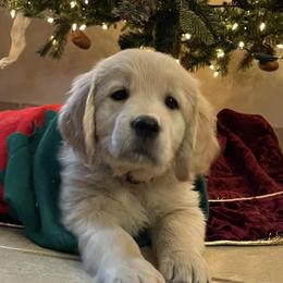 Golden Retrievers from Tammy Corrigan