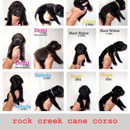 Cane Corso Puppies from Rock Creek Cane Corso