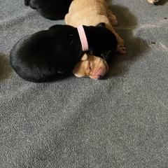 Female 7th Pick - Black Labrador Retriever puppy in Muskegon, Michigan from Punches Paws Labradors