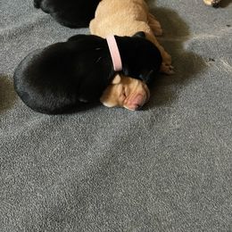 Female 7th Pick - Black Labrador Retriever puppy in Muskegon, Michigan from Punches Paws Labradors