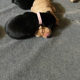 Female 7th Pick - Black Labrador Retriever puppy in Muskegon, Michigan from Punches Paws Labradors