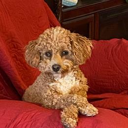 Assorted Doodle Crosses from Cotton Rose Kennels
