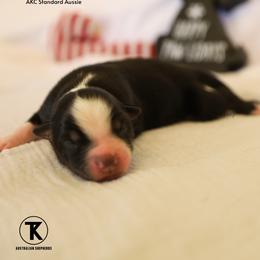 Miller- BTM - Black tri-color male Australian Shepherd puppy in Nacogdoches, Texas from TK Standard, Mini, & Toy Aussies