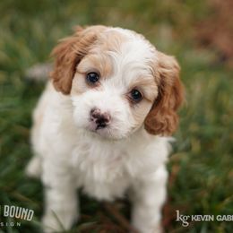 Assorted Doodle Crosses, Bichon Frise, Cavapoo, Goldendoodle, Labradoodle, and Schnoodle Puppies from Kingdom Bound By Design