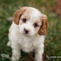 Assorted Doodle Crosses, Bichon Frise, Cavapoo, Goldendoodle, Labradoodle, and Schnoodle Puppies from Kingdom Bound By Design