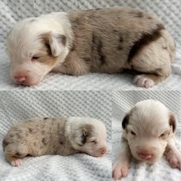 Red Merle female - Red merle female Miniature Australian Shepherd puppy in Brooker, Florida from Honey, I Shrunk the Aussies