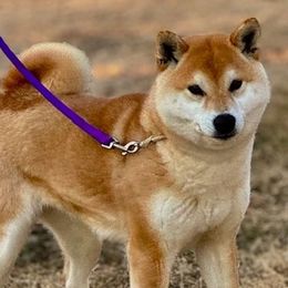 Addie - Shiba Inu