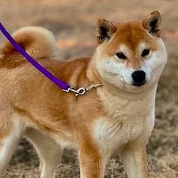 Addie - Shiba Inu