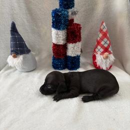 Loki - Black male Dachshund puppy in Atwater, California from Dachshunds of cali