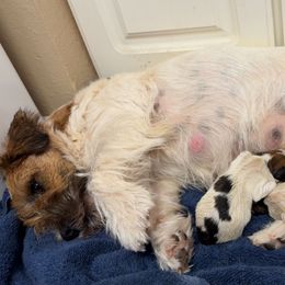 Boy 2 - White and tan male Russell Terrier puppy in Oklahoma from Elite Russell Terriers