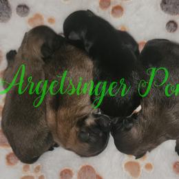 Pomeranian Puppies from Argetsinger Poms