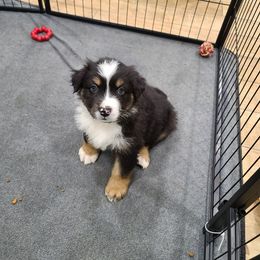 Australian Shepherd Puppies from Whitfarm Aussies
