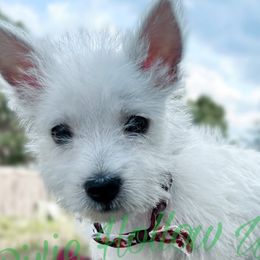 West Highland White Terriers from Pixie Hollow Westies
