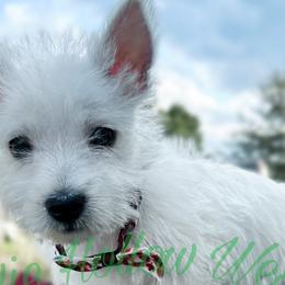 West Highland White Terriers from Pixie Hollow Westies