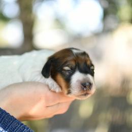 Pumpkin pie - Piebald female Dachshund puppy in Youngstown, Florida from Paradox Dachshunds