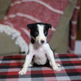 Girl 3 - Black and white female Border Collie puppy in Cadiz, Ohio from Graham Livestock