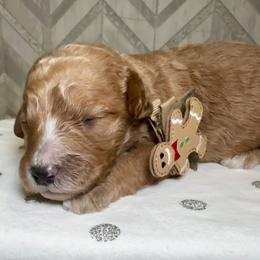Mary Bailey - Red  female Goldendoodle puppy in Camden, North Carolina from Oopsie Doodles of NC