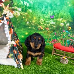 Clover - Black and tan female Dachshund puppy in Westport, Kentucky from Lonestar Creek Farm