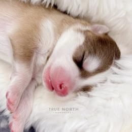 Pomsky Puppies from True North Pomskies