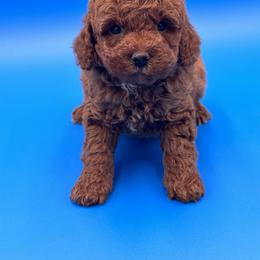 Goldendoodle, Shorkie, and Yorkshire Terrier Puppies from Jenny La Bone