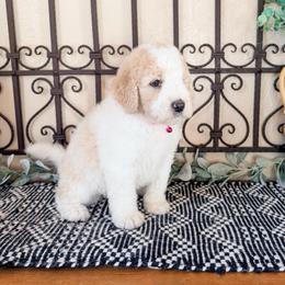 Glue - White and orange female Saint Berdoodle puppy in Beaver, Utah from Rocky Ridge Ranch