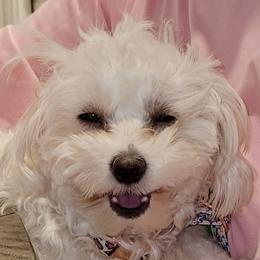 Bichon Frise puppies from Sissy’s Heavenly Paws