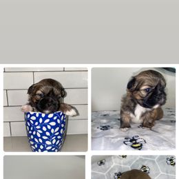 Shih Tzu Puppies from It’s a Shih Tzu world