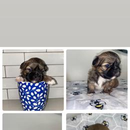 Shih Tzu Puppies from It’s a Shih Tzu world