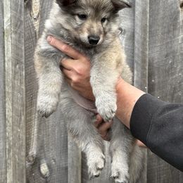 Yellow Girl - Sable German Shepherd puppy in Depauville, New York from Davis Farm