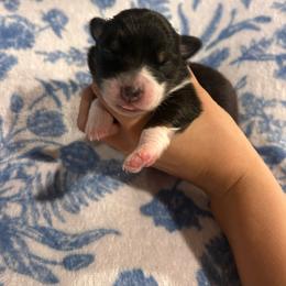 Rue - Black tri-color female Australian Shepherd puppy in Mcmillan, Michigan from Hall-N-Auss Australian shepherds
