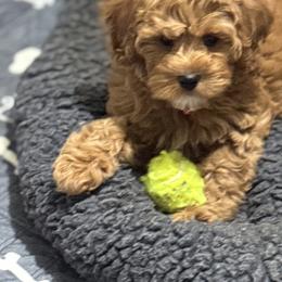 Bernedoodle, Cavapoo, Goldendoodle, Miniature Schnauzer, and Poodle Puppies from Alyssa Xxweetdoodles
