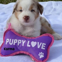 Karma - Red merle female Australian Shepherd puppy in Magee, Mississippi from Paint ByNumbers Ranch