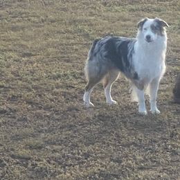 Beau - Australian Shepherd