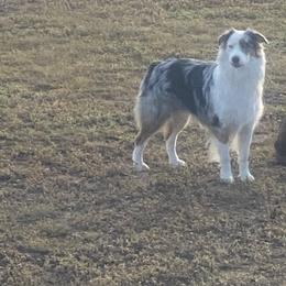 Beau - Australian Shepherd