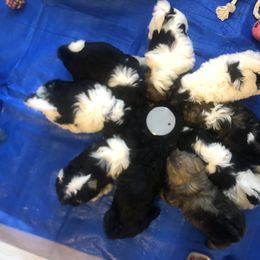 Shih Tzu Puppies from Stanford's Shih Tzus