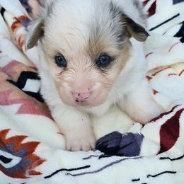 BLUEBERRY (Merle) fluffy tail docked - Blue merle and white male American Corgi puppy in Walker, Iowa from Double K Corgis