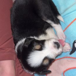 Australian Shepherd Puppies from Southern Sky Aussies