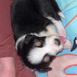 Australian Shepherd Puppies from Southern Sky Aussies