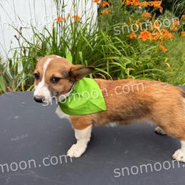 Green Collar - Red female Pembroke Welsh Corgi puppy in Eaton, New York from Snomoon Miniature Pinschers  & Pembroke Welsh Corgi