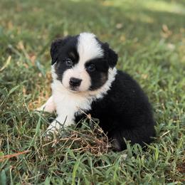 Sage AKC - Black tri-color female Australian Shepherd puppy in Polk City, Florida from Skaky Shepherds