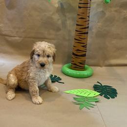 Goldendoodle Puppies from Dhalia’s Doodles
