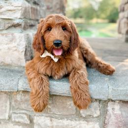 Crosby (Guardian Opportunity) - Red  male Goldendoodle puppy in Ooltewah, Tennessee from Allison Family Doodles